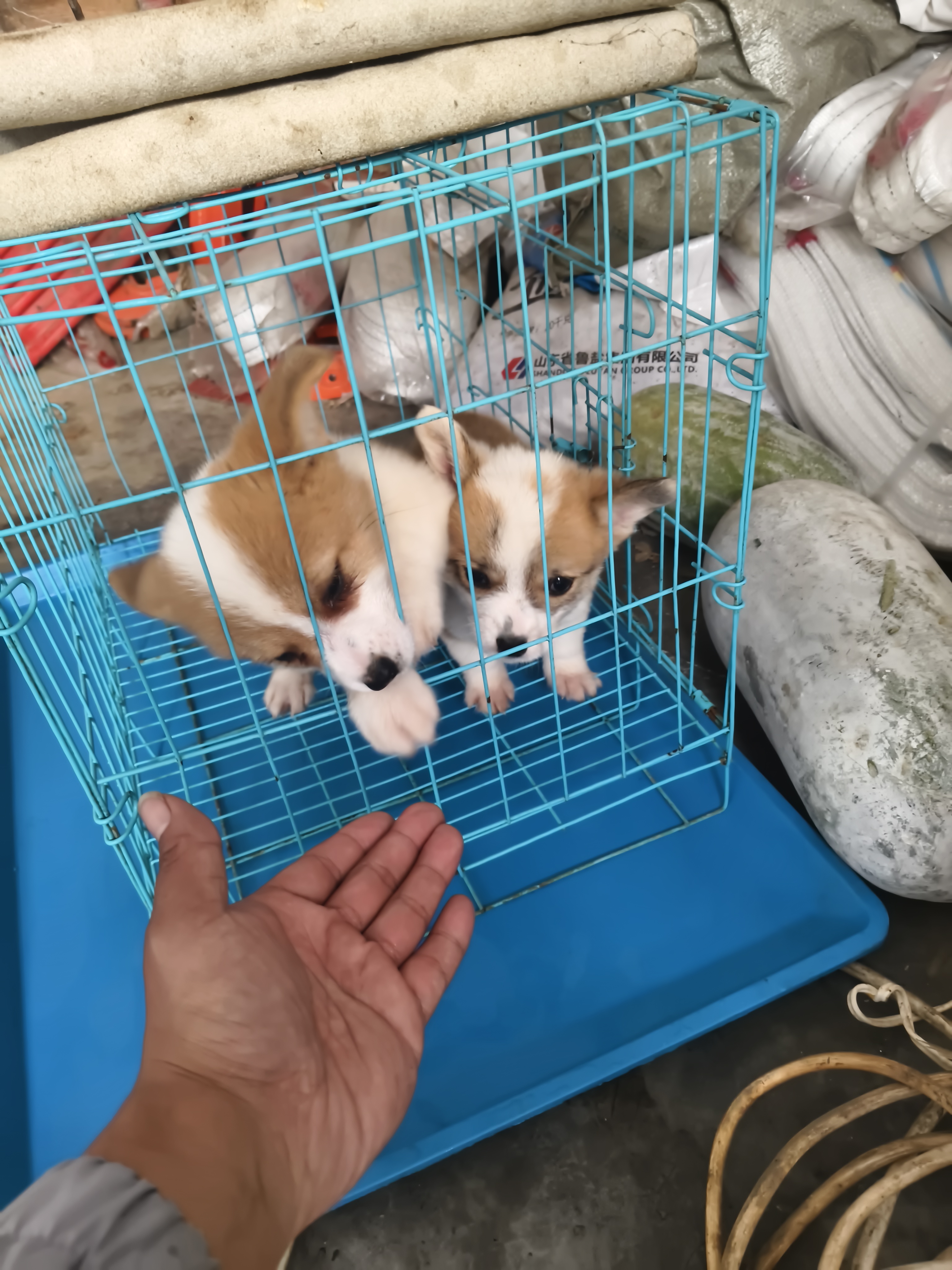 纯种小柯基疫苗齐全驱虫已做